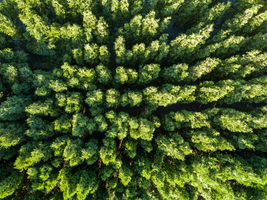 A birdseye view of a forest of trees